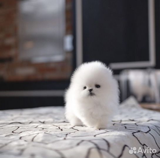 Плюшевые мишки на подарок с доставкой на дом