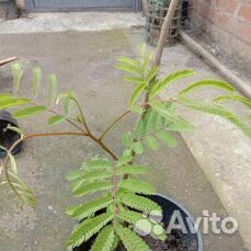 Акация Ленкоранская