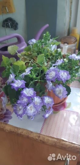 Комнатные цветы