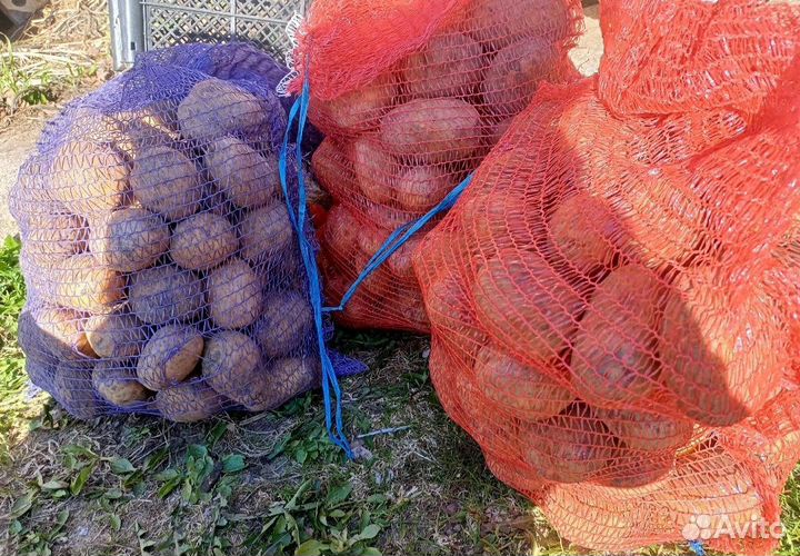 Картофель для животных