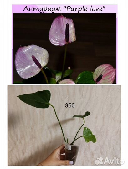 Антуриумы сортовые (мужское счастье)