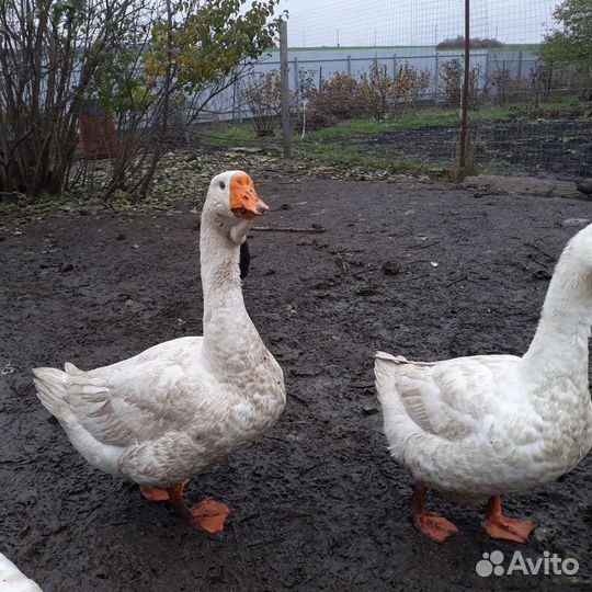 Мясо гусь домашний