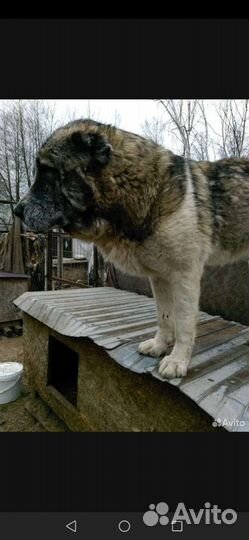 Алабай ищет семью, забери друга из приюта