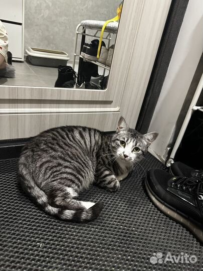 Котик бесплатно