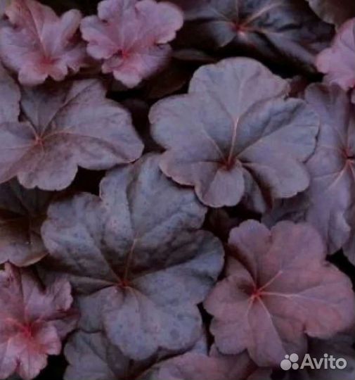Гейхера, гейхерелла 6 сортов саженцы зкс многолетн