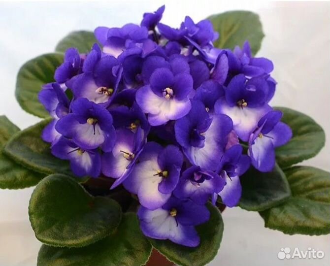 Укорененные листики сортовых фиалок с детками