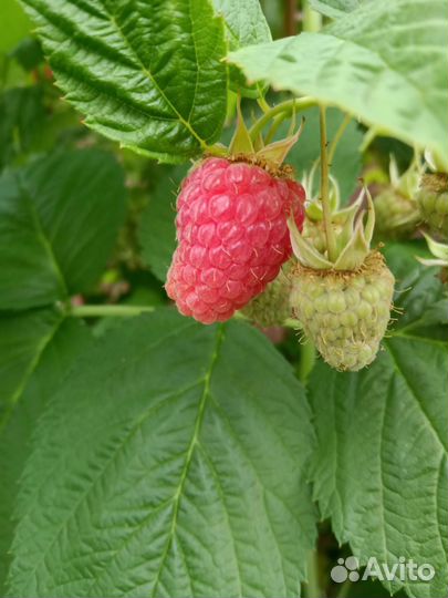 Малиновое дерево саженцы