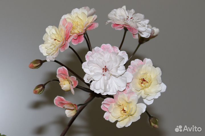 Пеларгония герань