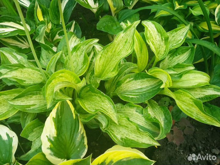 Хоста растение