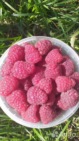 Саженцы Малины ремонтантной 50р