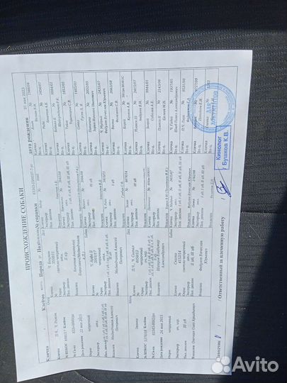 Щенки русской гончей