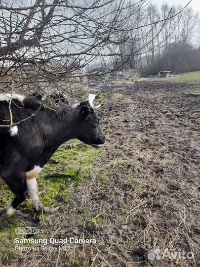 Коровы,овцы