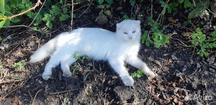 Кошка в дар бесплатно