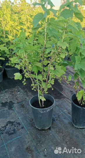 Саженцы смородины