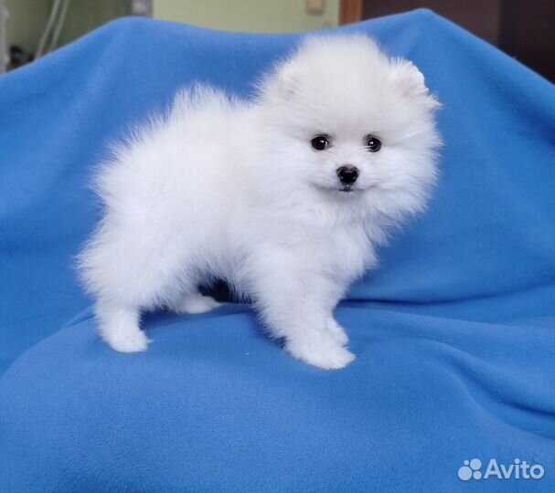 Померанский шпиц девочки