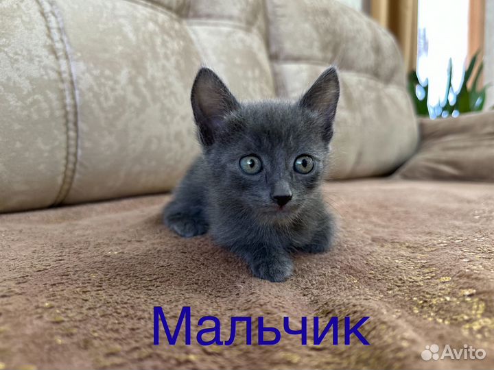 Котята