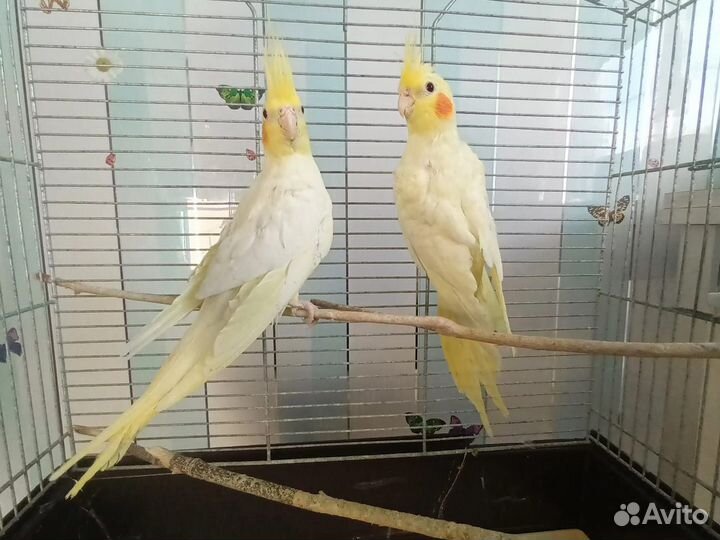 Птенцы попугаев корелл