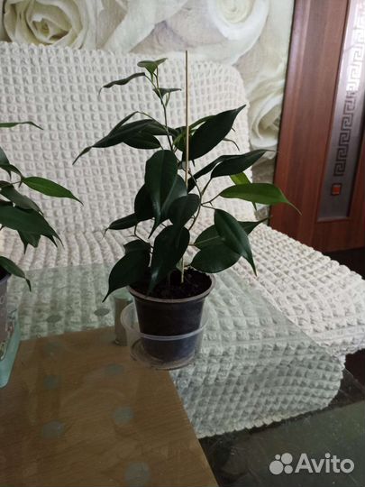 Фикус бенджамина