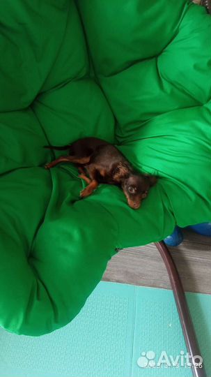 Мини той-терьер вязка