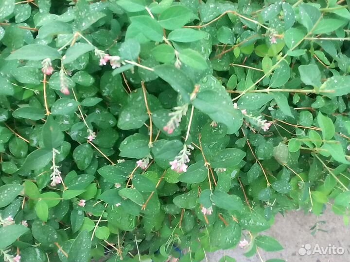 Кусты снежнеягодника