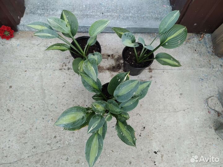 Хоста растение