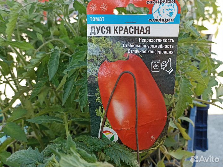 Рассада томатов и перца