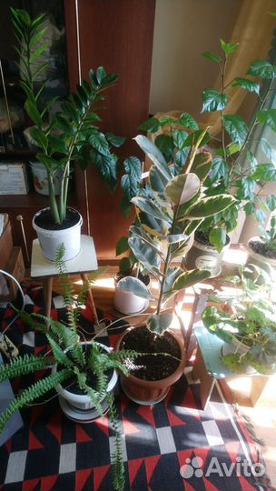 Комнатные цветы