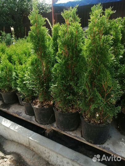 Туя Смарагд