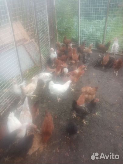 Куры молодки