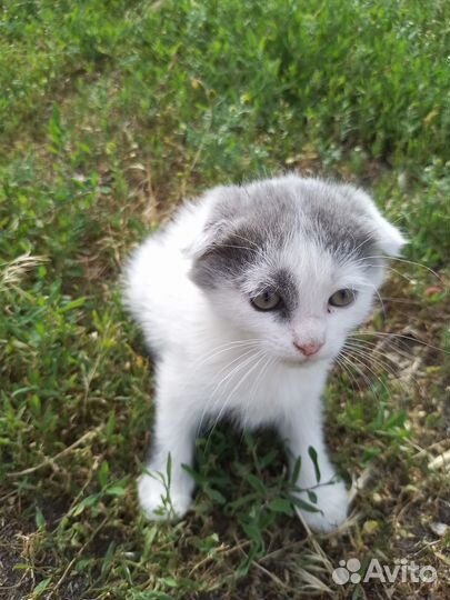 Отдам в добрые руки