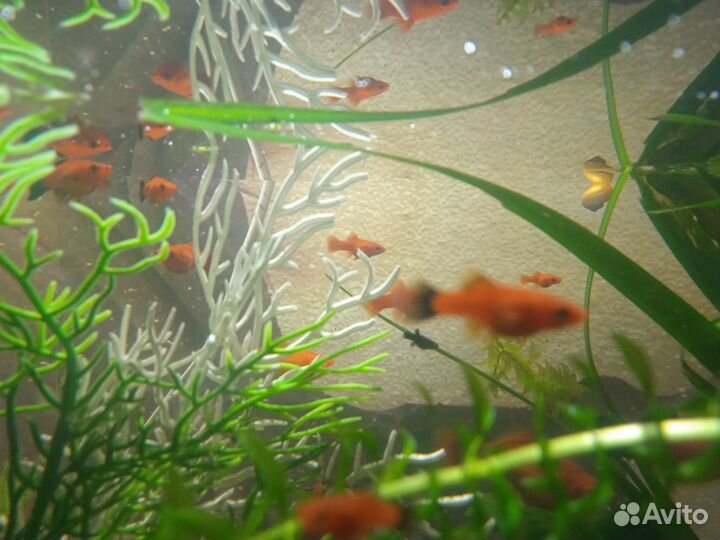 Аквариумные рыбки