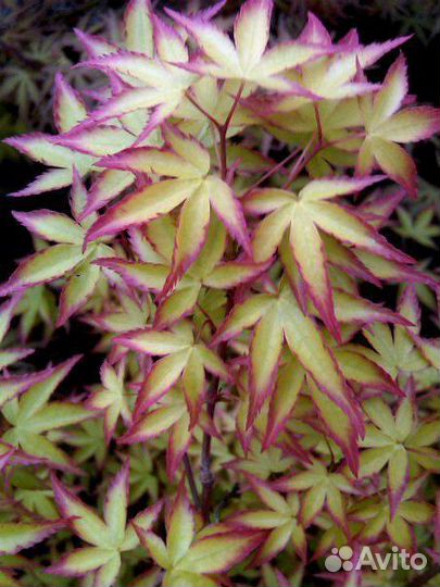 Японские клены: саженцы и семена. С доставкой