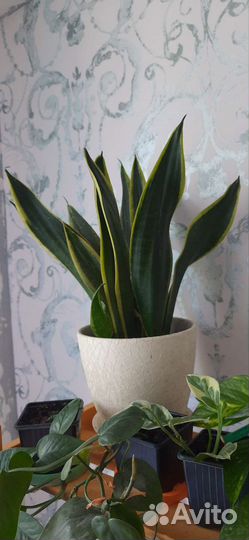 Сансевиерия