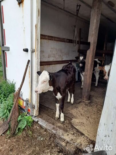 Телята бычки и телочки