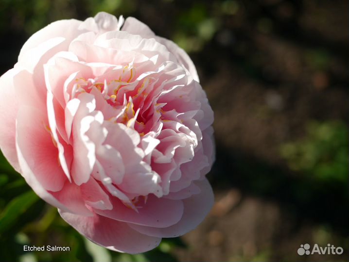 Продаю деленки на осень 2023г