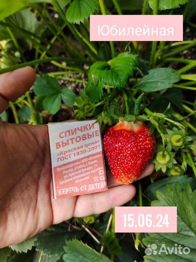 Клубника ремонтантная Мурано