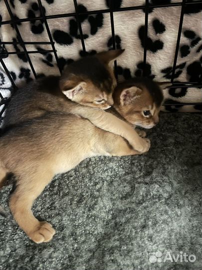 Абиссинские котята