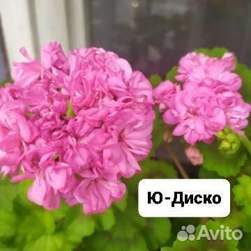 Пеларгонии сортовые