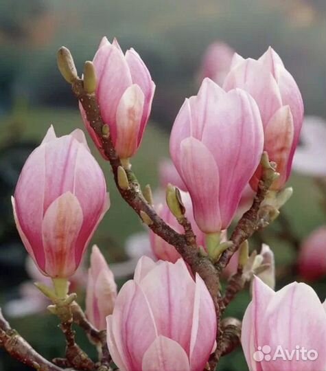 Магнолия суланжа