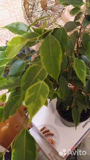 Фикус бенджамина пестролистный