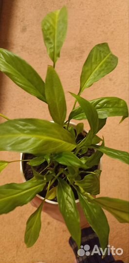 Спатифиллум