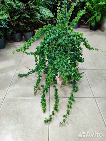 Эсхинантус твистер