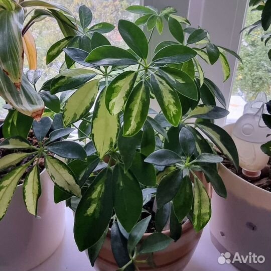 Цветы, растения разные