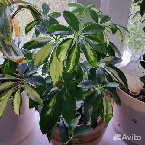 Цветы, растения разные