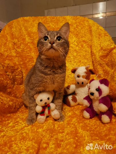 Кошка подросток