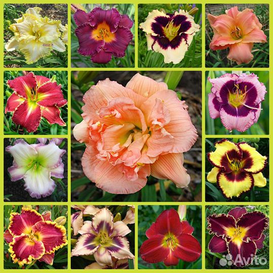 Пион Tom Eckhardt и другие пионы и многолетники