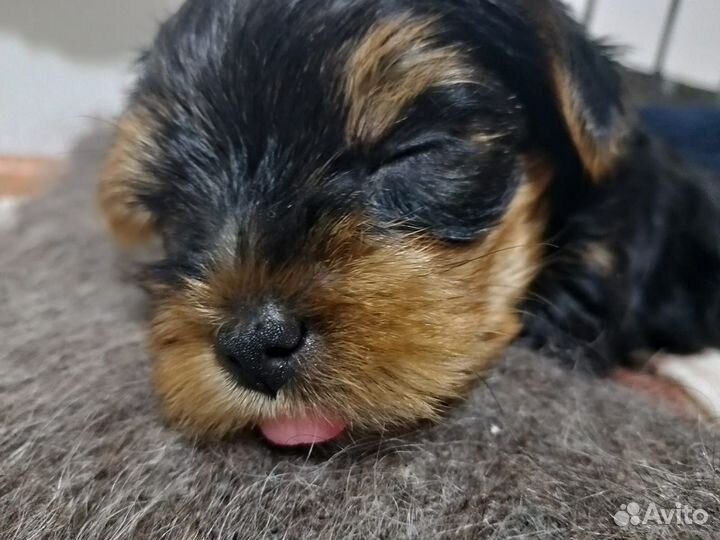 Йоркширский терьер мини