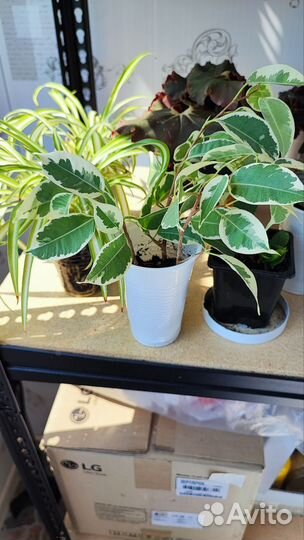 Комнатные растения