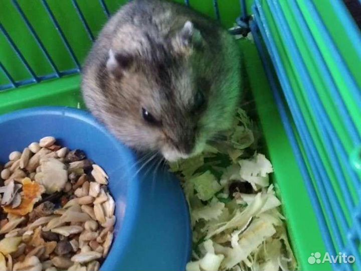 Джунгарский хомяк