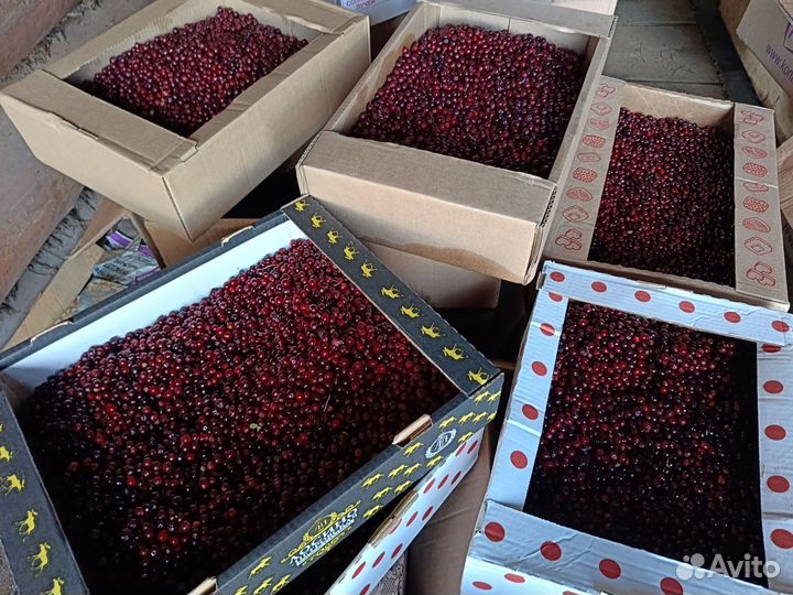 Продам бруснику оптом цена договорная